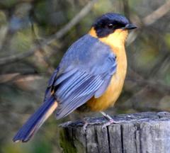 Cossypha dichroa dichroa