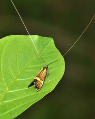 Nemophora degeerella