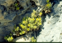 Sedum litoreum