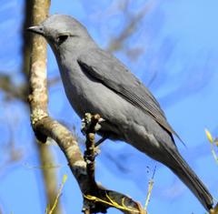 Coracina caesia caesia