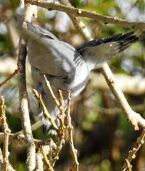 Coracina caesia caesia