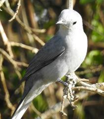 Coracina caesia caesia