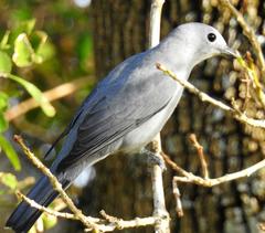 Coracina caesia caesia