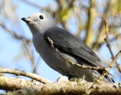 Coracina caesia caesia