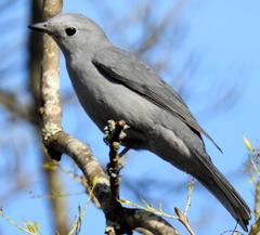 Coracina caesia caesia