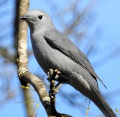 Coracina caesia caesia