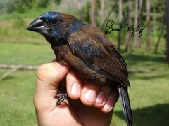 Cyanoloxia cyanoides