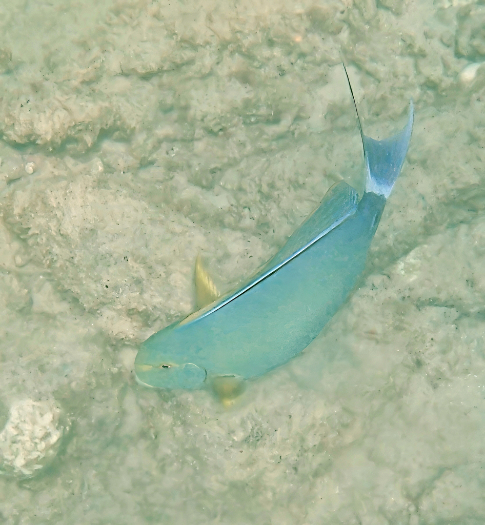 Yellowfin surgeonfish