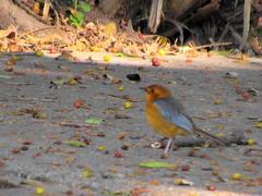 Cossypha natalensis natalensis