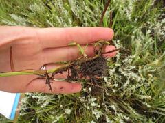 Hemarthria altissima