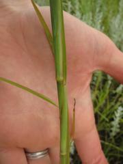 Hemarthria altissima