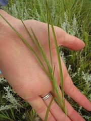 Hemarthria altissima