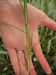 Hemarthria altissima