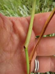 Hemarthria altissima