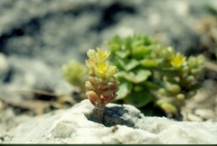 Sedum litoreum