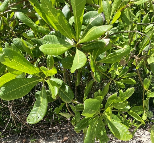 Anacardium occidentale image