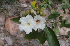 Cordia sonorae
