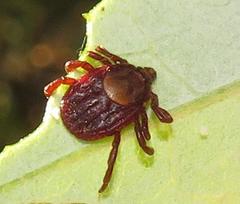 Rhipicephalus maculatus