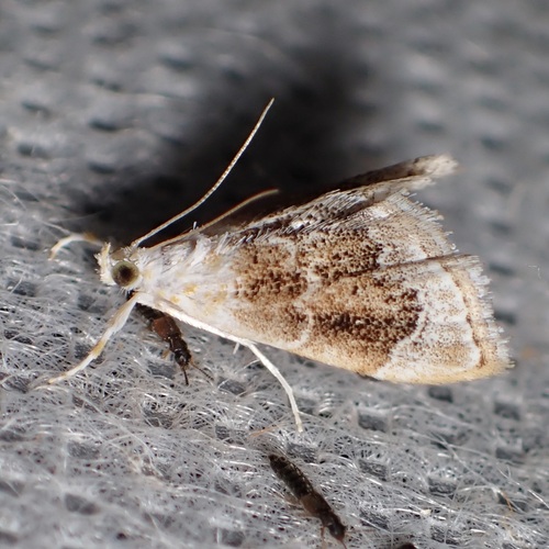 Mantled Lipocosma photo 5