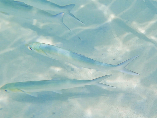 Ladyfish (Elops affinis) — Elopidae — 4