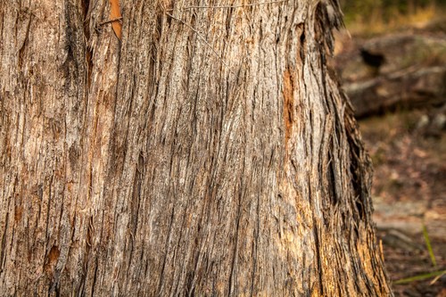 Eucalyptus pilularis
