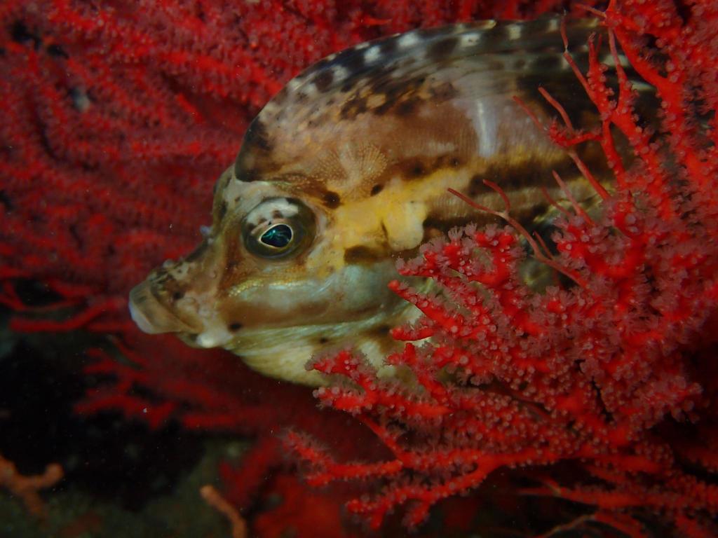 Spinenose Horsefish