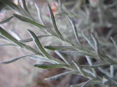 Helichrysum candolleanum