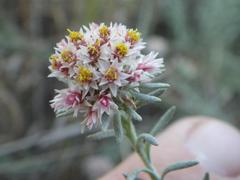 Helichrysum candolleanum
