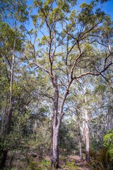 Corymbia gummifera