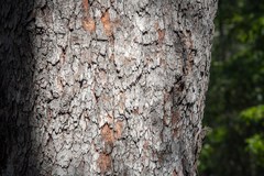 Corymbia gummifera