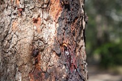 Corymbia gummifera