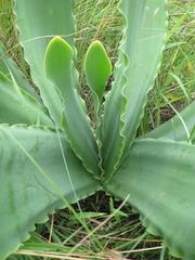 Brunsvigia undulata