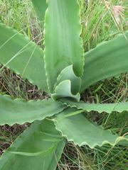 Brunsvigia undulata