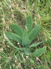 Brunsvigia undulata