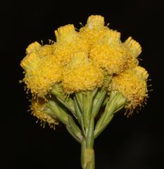 Leucadendron corymbosum