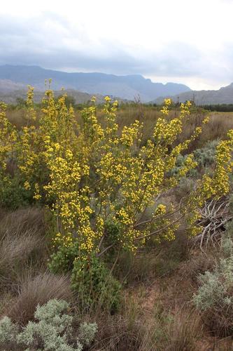 Image of Leucadendron corymbosum by (c) Brian du Preez, some rights reserved (CC BY-SA)