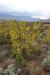 Leucadendron corymbosum