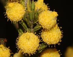 Leucadendron corymbosum