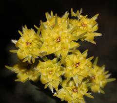 Leucadendron corymbosum