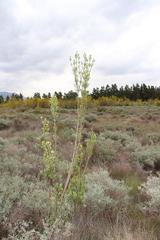 Leucadendron corymbosum
