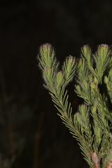 Leucadendron corymbosum