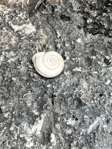 San Xavier Talussnail