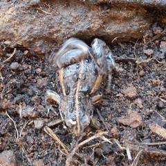 Cacosternum boettgeri