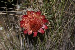 Protea canaliculata