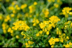 Trigonella esculenta