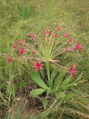 Brunsvigia undulata