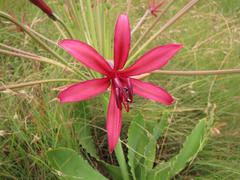 Brunsvigia undulata