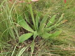 Brunsvigia undulata