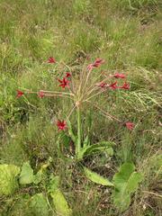 Brunsvigia undulata