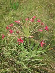 Brunsvigia undulata